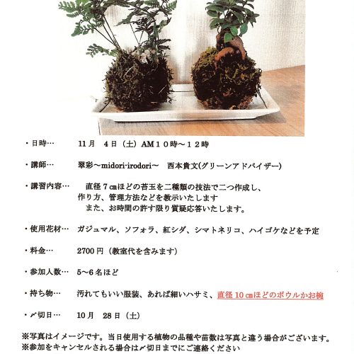 観葉植物の苔玉作り体験
